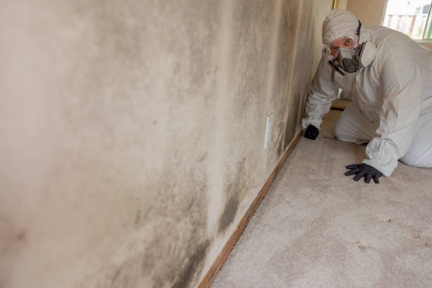 Best Mold Documentation for Insurance Claims  in Agua Fria, NM